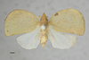 Habitus, dorsal view: !! display not done !! on Acanalonia affinis Fowler, 1900: (Observation).