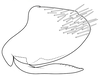 Pygofer, ventral view: !! display not done !! on Acuera (Acuera) incepta DeLong & Freytag, 1974: Male specimen [DZUP]: pygofer, valve and subgenital plate, lateral view. (Observation).
