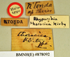 Rhyparobia thoracica Kirby, 1903: Holotype, female, labels. BMNH(E)#878092. (Otu).