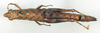 CollectionObject 1573371; 4c8ab013-ff63-47a4-8634-e0ca003cce49: female, dorsal view (allotype). (CollectionObject).
