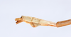 CollectionObject 1561488; 70527c73-d9a3-417f-b716-91f9b9bebfb7: copyright ANSP. male: end of abdomen, lateral view (syntype). (CollectionObject).;CollectionObject 1561489; ac8c8295-6c8b-4679-b7d5-9f389bd2723c: copyright ANSP. male: end of abdomen, lateral view (syntype). (CollectionObject).