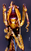 CollectionObject 1507371; 42fb528c-0ac1-471a-a7fd-78ed7d68543e: female, frontal view (holotype). (CollectionObject).