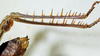 CollectionObject 1498817; d9801811-edea-4dbe-8727-8ee644bd931e: female, hind tibiae. (CollectionObject).