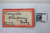 Other: !! display not done !! on Carynota strombergi Goding, 1893: (Observation).