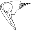 Head: !! display not done !! on Alebrasca expansa (Dworakowska, 1995): head lateral. (Observation).