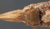 CollectionObject 1505901; 97b50376-d569-4871-88fb-1b544e278a35: female subgenital plate (paralectotype). (CollectionObject).
