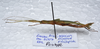 CollectionObject 1576084; 4560d4bd-bc58-441a-9ce9-4ecba651598d: copyright FRCS, Sabah. female, lateral view (paratype). (CollectionObject).