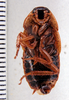 CollectionObject 1588596; 53f95123-f217-4839-9784-463e30578a3c: Photo by Heidi Hopkins. ANSP:Antioquita punctigera. (CollectionObject).