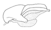 Megacheilacris bullifemur bullifemur (Descamps & Amédégnato, 1971): Fig. 110. endophallus, lateral view. (Otu).