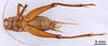 CollectionObject 1522833; c61c29f2-acd7-43cb-ada6-9da17b953d4e: Male, ventral view (holotype). (CollectionObject).