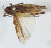 CollectionObject 1527204; 31597884-4c5e-4164-9809-4cf179dc2422: male, dorsal view (holotype). (CollectionObject).