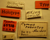 CollectionObject 1595374; 3ad2139d-bd48-4c80-a6fc-a3ee15c13272: Cymus robustus - Holotype Labels (NMNH) - (CC BY-NC 3.0) - Photo by Pablo M. Dellapé with permission from the National Museum of Natural History (NMNH), Smithsonian Institution, Washington, D.C. (CollectionObject).