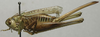 CollectionObject 1536006; 881b211b-9d59-455e-b2c5-15bf8b78cd47: female, lateral view (syntype). (CollectionObject).