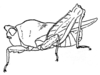 Morseidora acuta (Günther, 1939): Fig. 221. male, lateral view. (Otu).