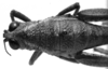 CollectionObject 1521535; 170d5835-8b55-444b-85bd-0597201d8caf: Image Carbonell, C.S. female head and pronotum, dorsal view (syntype or paratype of Ommatolampis peruviana). (CollectionObject).