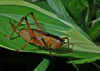 female, lateral view. Depicts CollectionObject 1578182; 58d71237-15a3-4e7c-a55b-531328168640, a CollectionObject.