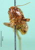 CollectionObject 1500484; 71e49cff-e0e1-4924-b4d4-d34cab5cc003, DORSA BT000249S01: male, frontal view (holotype). (CollectionObject).