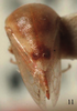 Habitus, dorsal view: !! display not done !! on Micrutalis pallens Fowler, 1895: (Observation).