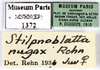 CollectionObject 1587344; MNHN(SF IMPORT DUPLICATE) MNHN-EP-EP1372, 2eb95290-0551-427f-8efc-853eeac0be6f: CC BY-NC-ND 4.0/MNHN - Depraetere Marion - 2014. Non type, female. Specimen number: MNHN-EP-EP1372. http://coldb.mnhn.fr/catalognumber/mnhn/ep/ep1372. (CollectionObject).