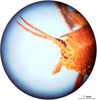 CollectionObject 1575884; ce38100d-0630-4fae-b0d7-b7cdccc5bd7c: male abdomen tip, lateral view. (CollectionObject).