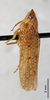 Habitus, lateral view on Coarctana serpenta (DeLong, 1980): Male holotype [AMNH]: habitus, lateral view. (Observation).