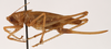 CollectionObject 1534525; a90e162f-bf3d-454b-a844-79aa191b5b31: female, lateral view (holotype). (CollectionObject).