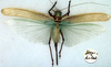 CollectionObject 1516845; a64ba13a-1639-45a5-a4bd-5efa60cd6db7: female, dorsal view (syntype). (CollectionObject).