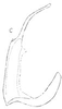 Aedeagus, lateral view: !! display not done !! on Agudus Oman, 1938: Aedeagus, lateral view. (Observation).
