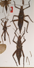 CollectionObject 1558872; ae2fd943-9eed-40c6-82cd-16404d27a944: copyright OUMNH. female (lectotype and plt), male (paralectotypes) of Heteropteryx grayii [Bragg 1988 all plt's misidentified H. saussurei]. (CollectionObject).