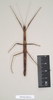 CollectionObject 1561332; NHMUK(SF IMPORT DUPLICATE) 844713-844715, 7a4c8842-d831-4e7f-b33f-6940b9e3ba0c: copyright Natural History Museum, London. female (syntype). (CollectionObject).