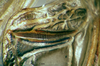 CollectionObject 1505290; b85e406d-308e-4098-8c99-608772f826aa: male stridulatory file on underside (holotype). (CollectionObject).