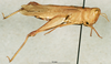 CollectionObject 1507069; c148751f-5ae6-42bf-a0cd-2bf2571b8047: female, lateral view (holotype of Rapsilla testacea). (CollectionObject).