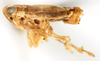 Habitus, lateral view on Elachodelphax (Aschedelphax) peneparvulus (Beamer, 1947): (Observation).
