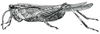 Tetrix ornata ornata (Say, 1824): Fig. 155. male habitus. (Otu).
