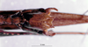 CollectionObject 1516181; a68823fd-f097-47a2-ab62-30e8185fb893: male subgenital plate (syntype). (CollectionObject).