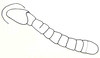 Crypsicerus glaber (Miller, 1932): Fig. 9. right antenna. (Otu).
