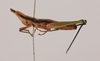 CollectionObject 2076640; 9d417894-f165-443c-a3c8-3e32abc5f08c, NHMUK015982476: lateral view (paratype). (CollectionObject).
