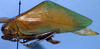 Acropsis tectiformis (Brunner von Wattenwyl, 1878): female, lateral view (Peru, Tingo Maria). (Otu).