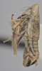 Habitus, lateral view on Athysanella (Pedumella) recurvata (Osborn, 1930): Lateral. (Observation).