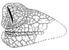Callimenellus fumidus Walker, 1871: Fig. 57. male left tegmen. (Otu).