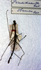 CollectionObject 1561389; 18b503dd-b368-4ddc-81f0-375ff2897cae: copyright ZMAN [Amsterdam]. male of synonym Pseudodiacantha obscura (holotype). (CollectionObject).