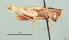 Heteracris theodori (Uvarov, 1929): male, lateral view (holotype). (Otu).