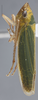 Habitus, lateral view: !! display not done !! on Draeculacephala tucumanensis Dietrich, 1994: Lateral. (Observation).