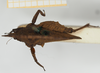 CollectionObject 1583704; 5a3f8a5c-2bde-4846-a869-dd94e5b21ec5, NHMUK010924405: female, dorsal view (syntype). (CollectionObject).