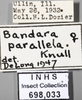 Other: !! display not done !! on Bandara (Bandara) parallela Knull, 1946: Labels. (Observation).