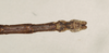 CollectionObject 1561471; NHMUK(SF IMPORT DUPLICATE) 844552-844553, 831e2883-0246-4af7-a7d7-07fa805d31b7: copyright Natural History Museum, London. male: end of abdomen, ventral view (syntype). (CollectionObject).