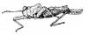 Phelene turgida (Bolívar, 1887): Fig. 9. male, lateral view. (Otu).