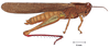 Schistocerca centralis Dirsh, 1974: male, lateral view. (Otu).