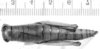 CollectionObject 1523836; 45388daa-a0a1-4343-a050-4c39542da097: female, dorsal view (lectotype of Rhicnoderma glabra). (CollectionObject).