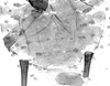Abdomen, sternal apodemes, ventral view.: Pattern of sclerotization of dorsum abdomen of A. craccivora. (Observation).
